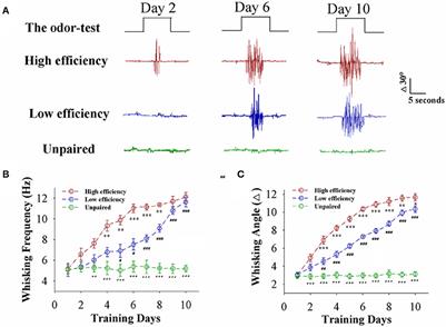 Coordinated Plasticity among Glutamatergic and GABAergic Neurons and Synapses in the Barrel Cortex Is Correlated to Learning Efficiency